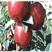 Eckers Apples